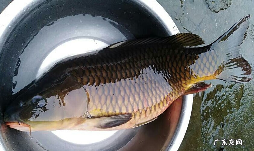 怎么解决走水走漂 走水走漂怎么办