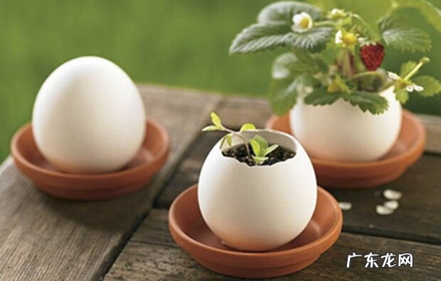 鸡蛋壳能治胃酸吗 鸡蛋壳可以治胃病吗