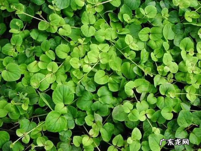 金钱草有什么功效作用 金钱草有什么功效?