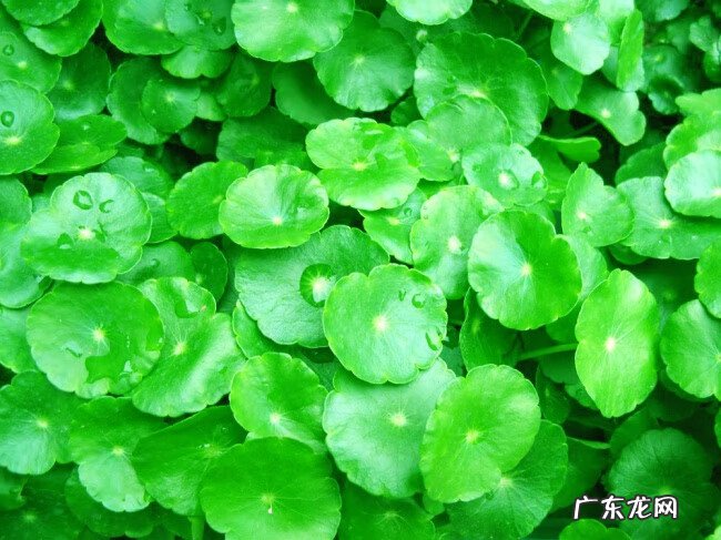 金钱草有什么功效作用 金钱草有什么功效?