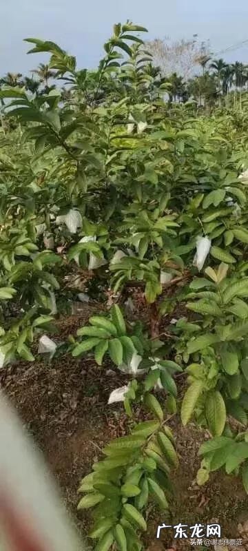 番石榴皮能直接吃吗 番石榴皮能不能吃