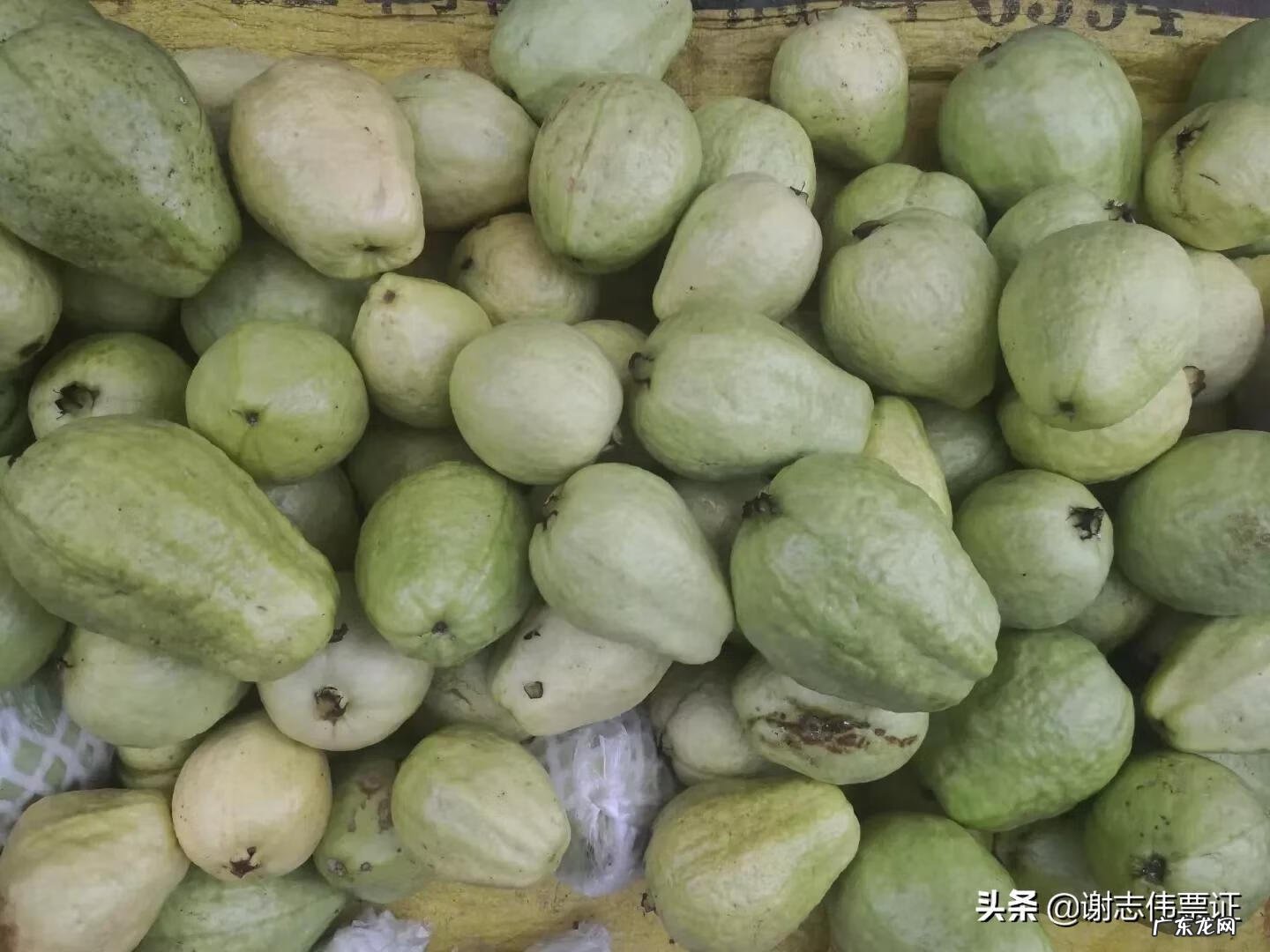 番石榴皮能直接吃吗 番石榴皮能不能吃