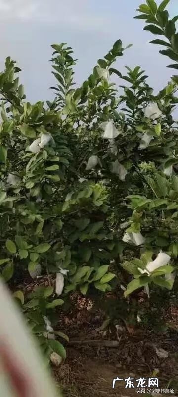 番石榴皮能直接吃吗 番石榴皮能不能吃