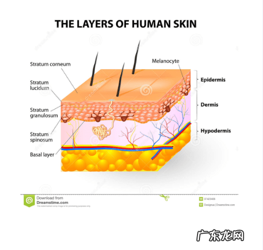 卵磷脂什么功效和作用 卵磷脂的功效与作用