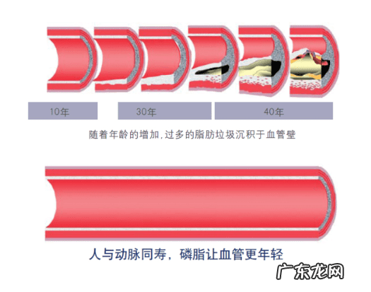 卵磷脂什么功效和作用 卵磷脂的功效与作用