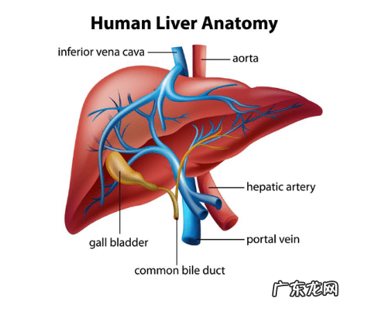 卵磷脂什么功效和作用 卵磷脂的功效与作用