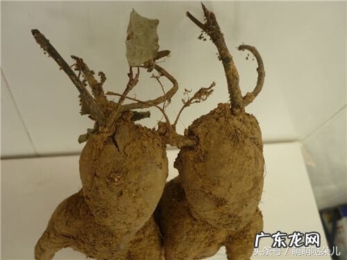 何首乌和什么搭配最佳 何首乌的正确吃法用量多少