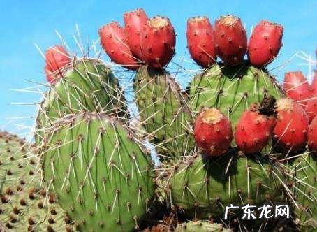 火龙果功能作用与功效 火龙果的作用有哪些