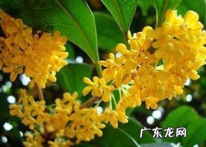 桂花放在家里什么地方风水好 桂花家庭摆设与风水