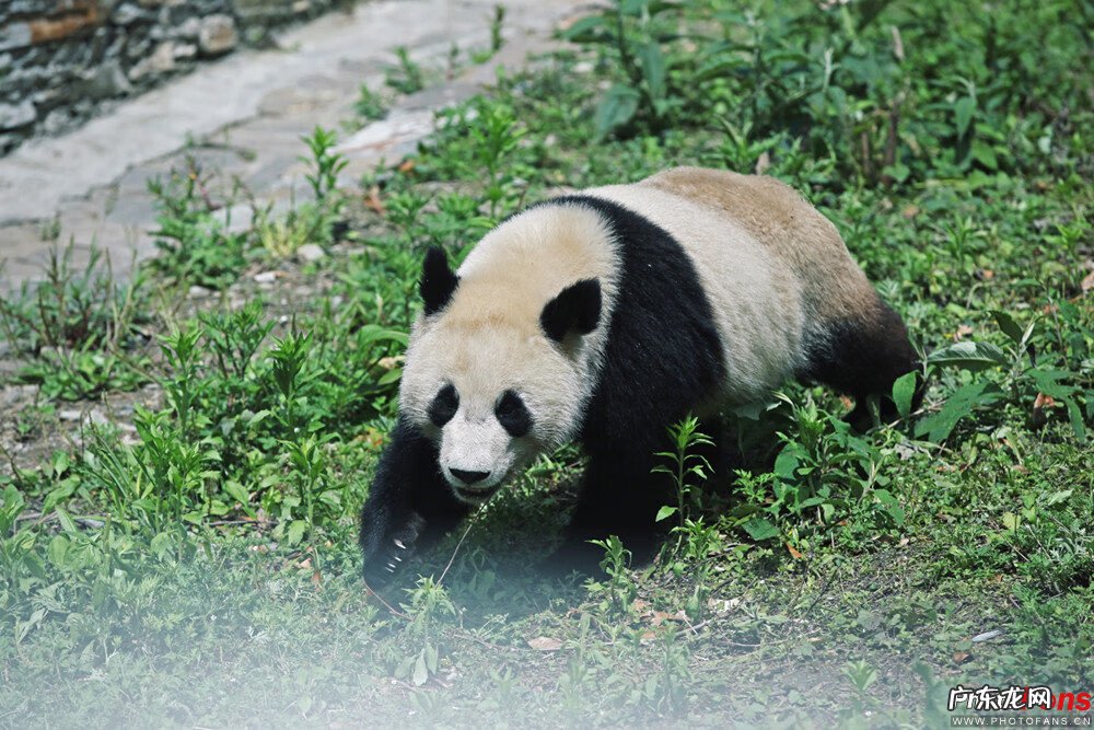 大熊猫对大自然的好处 大熊猫出生地的风水