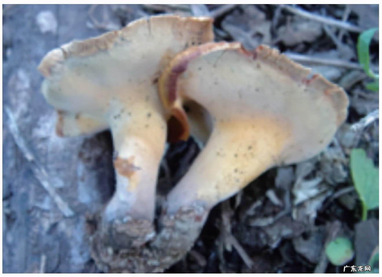 灵芝图片 木灵芝