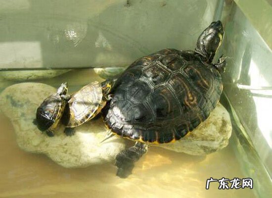龙龟风水作用是什么 独眼乌龟风水