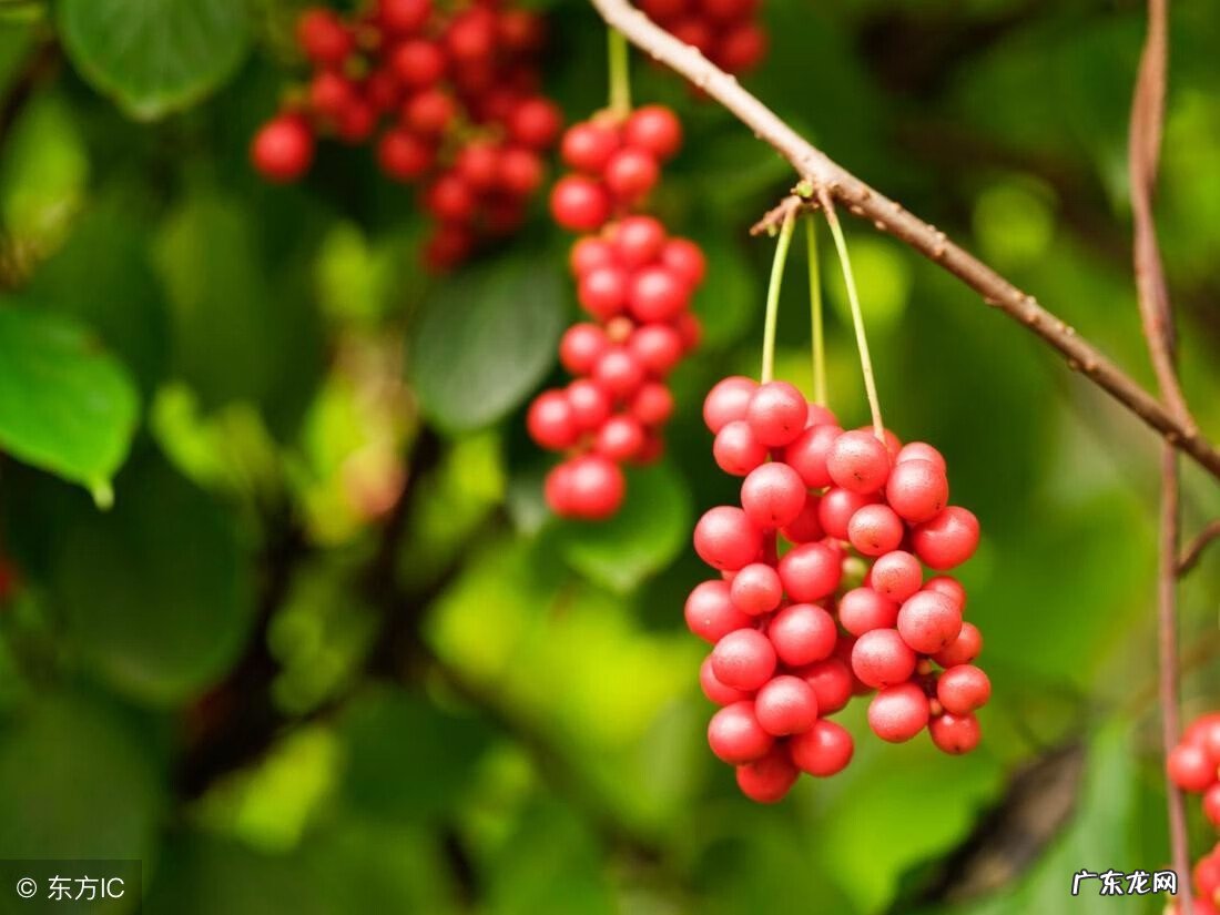 五味子的功效与作用及禁忌 五味子的功效与作用及用量