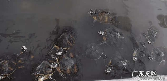 鱼缸适合养什么龟比较好 养风水龟养哪个品种好