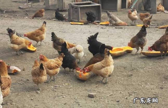 农村普通鸡舍图片大全 农村鸡舍风水方位图