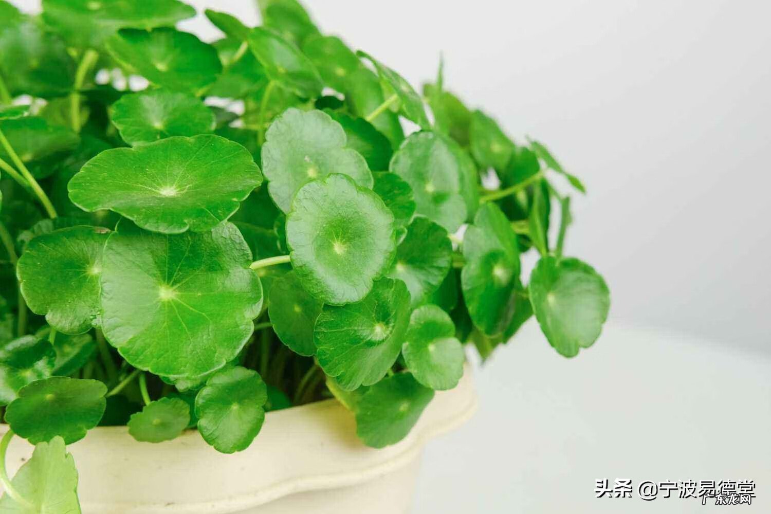 绿萝摆放在家里风水讲好吗 绿萝花风水好不好