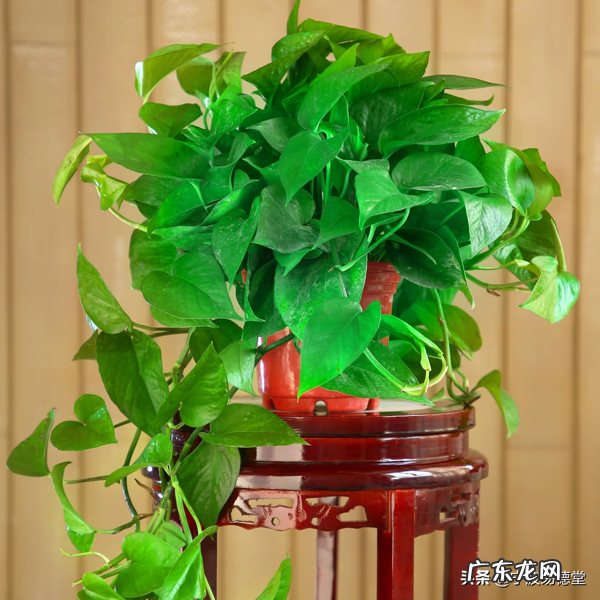绿萝摆放在家里风水讲好吗 绿萝花风水好不好