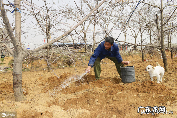 家里有梨树风水怎么样 梨树喜欢旱还是涝