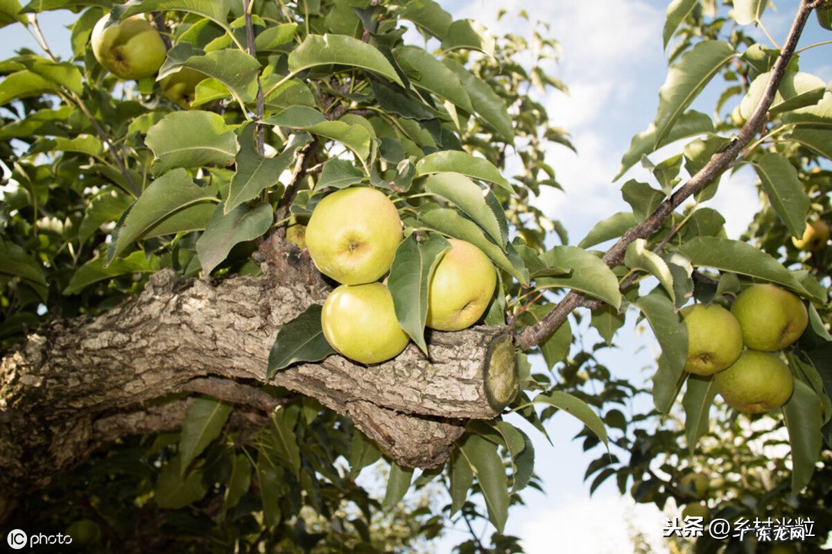 家里有梨树风水怎么样 梨树喜欢旱还是涝