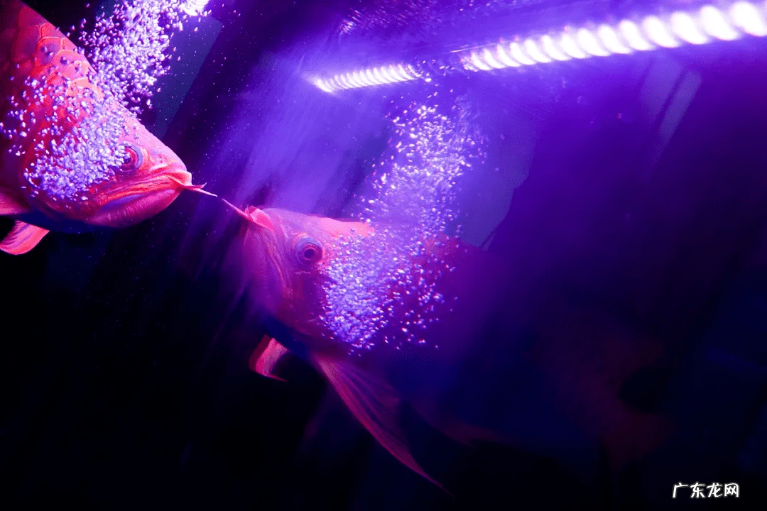 风水鱼的图片大全