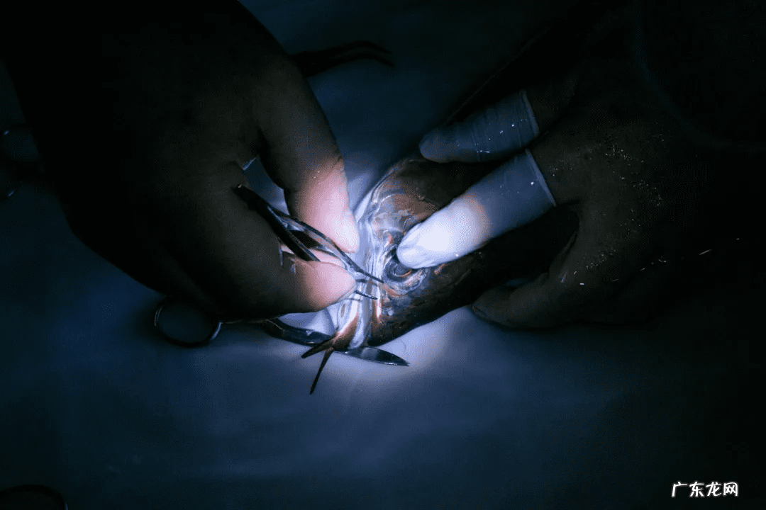 风水鱼的图片大全