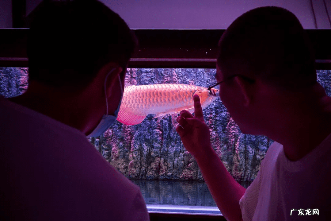 风水鱼的图片大全