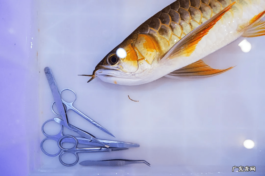 风水鱼的图片大全