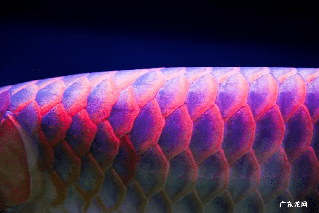 风水鱼的图片大全