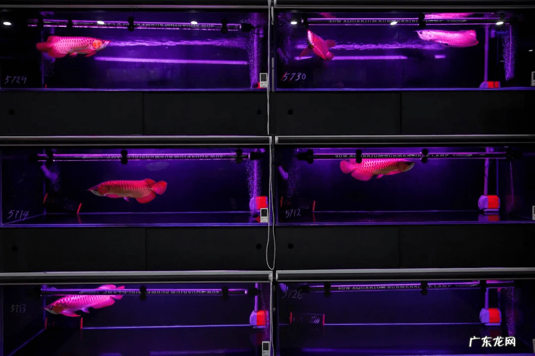 风水鱼的图片大全