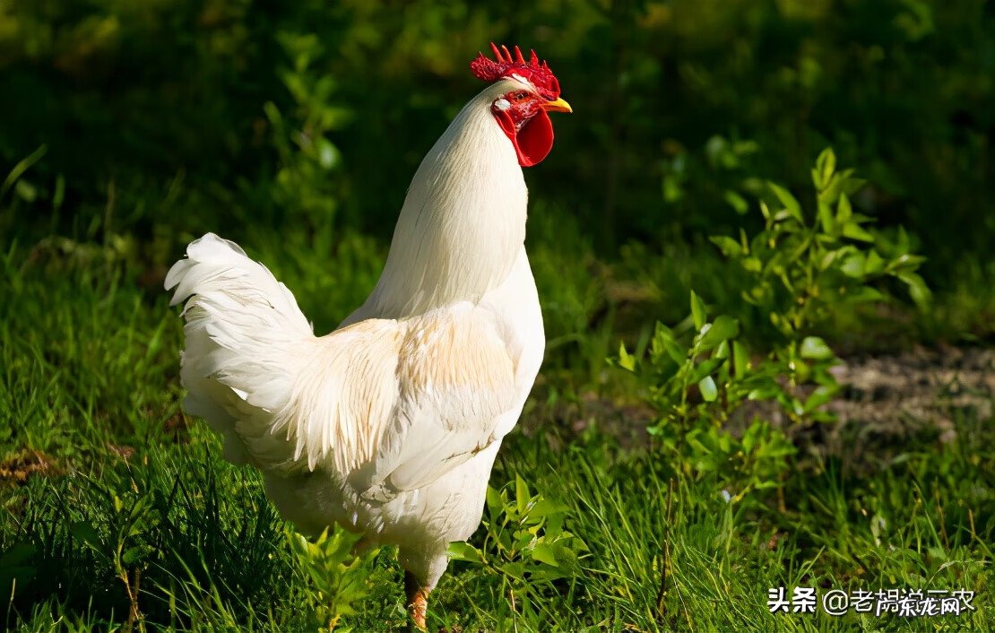 公鸡的风水作用 白公鸡风水贴吧
