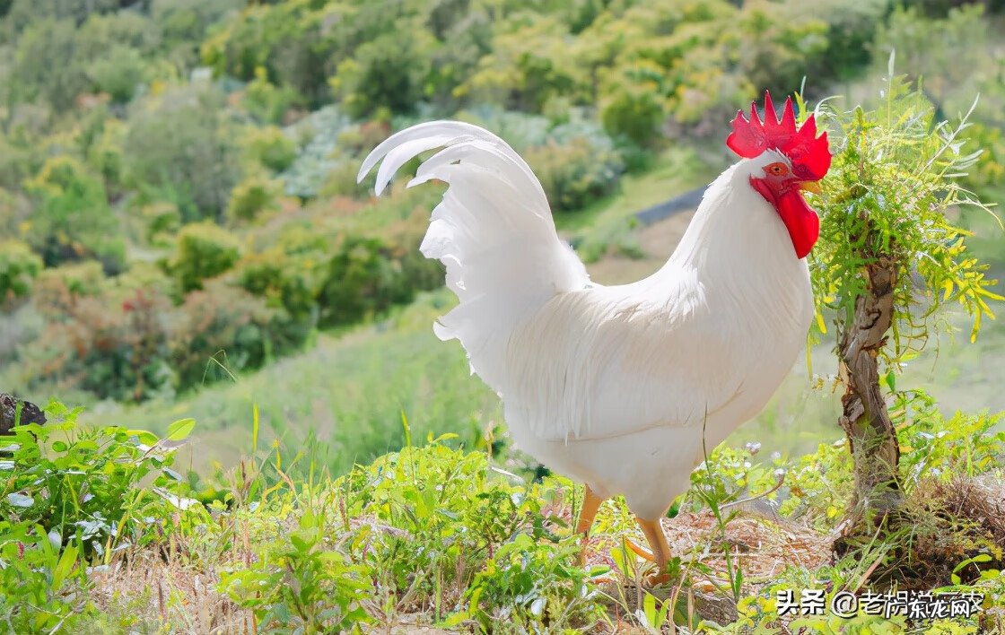 公鸡的风水作用 白公鸡风水贴吧