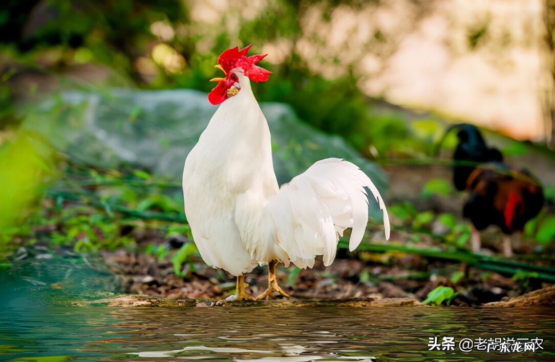 公鸡的风水作用 白公鸡风水贴吧