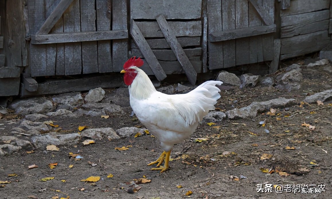 公鸡的风水作用 白公鸡风水贴吧