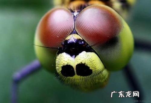 飞龙 飞龙在风水中的作用