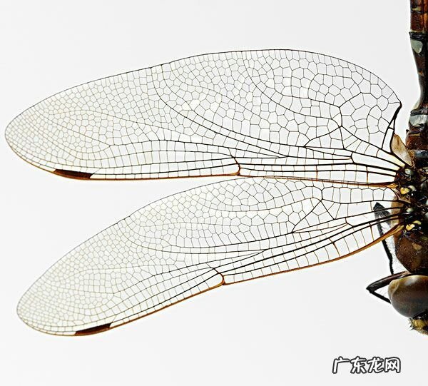 飞龙 飞龙在风水中的作用