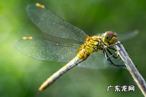 飞龙 飞龙在风水中的作用