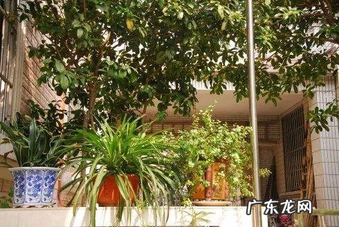 楼顶种葡萄影响风水吗 楼顶种葡萄风水好吗