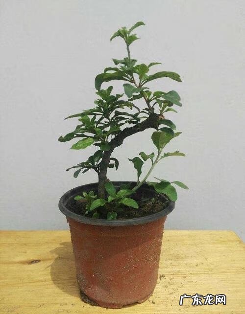 家里种枸杞子风水好吗 枸杞盆栽风水