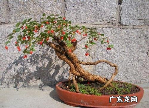 家里种枸杞子风水好吗 枸杞盆栽风水