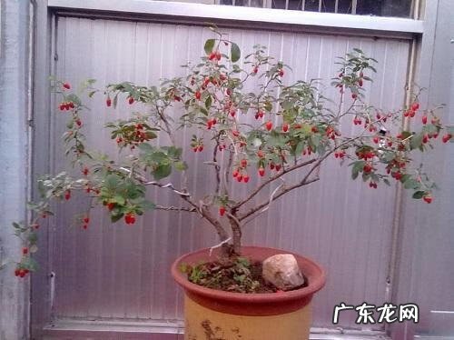 家里种枸杞子风水好吗 枸杞盆栽风水