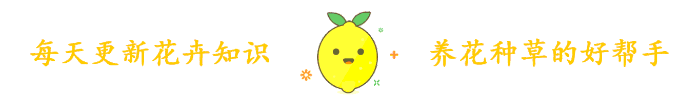 家里种枸杞子风水好吗 枸杞盆栽风水