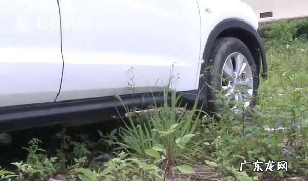 车上突然很多蚂蚁什么征兆 车内发现蚂蚁风水