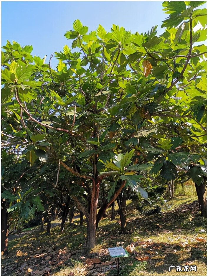 黄晶果品种 黄晶果好吃吗