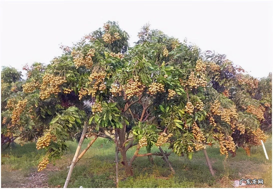 黄晶果品种 黄晶果好吃吗