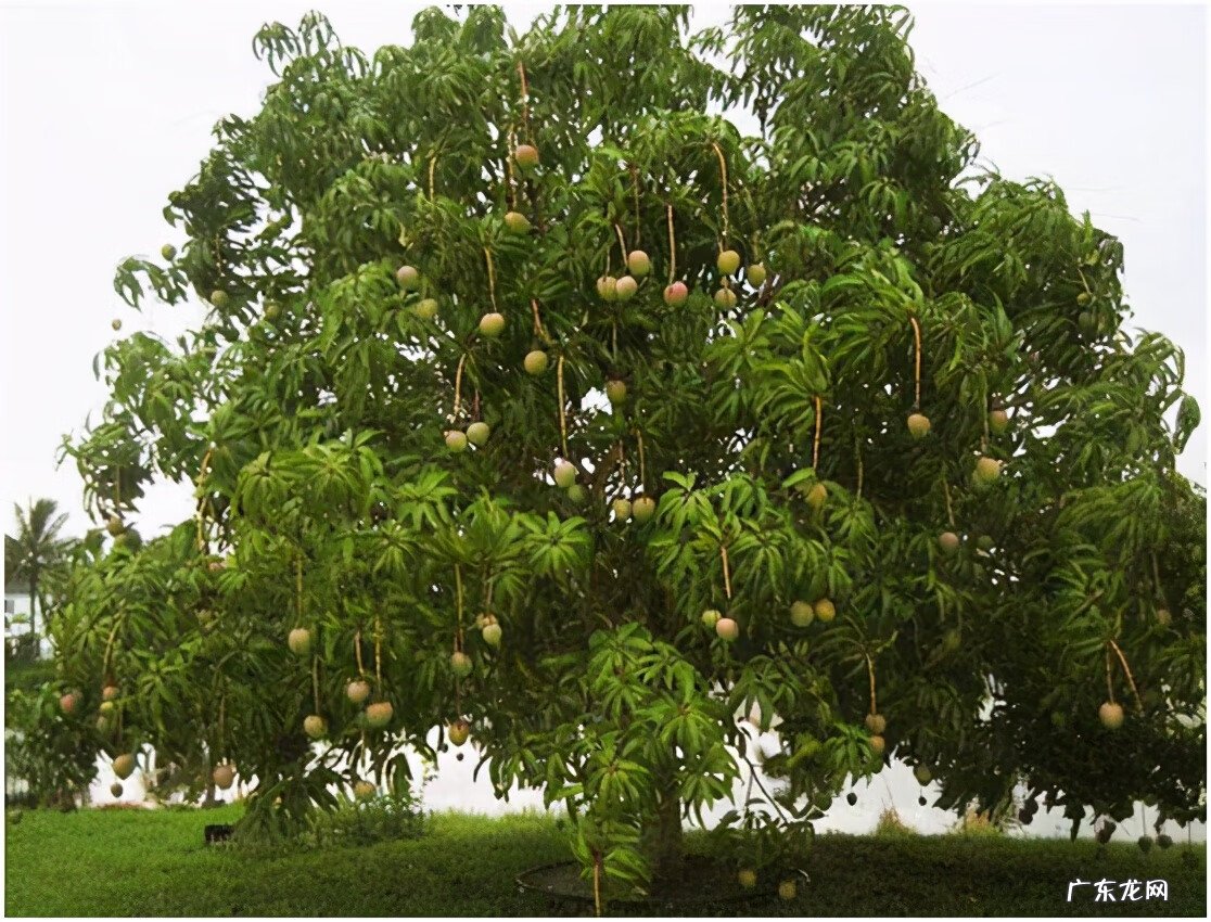黄晶果品种 黄晶果好吃吗
