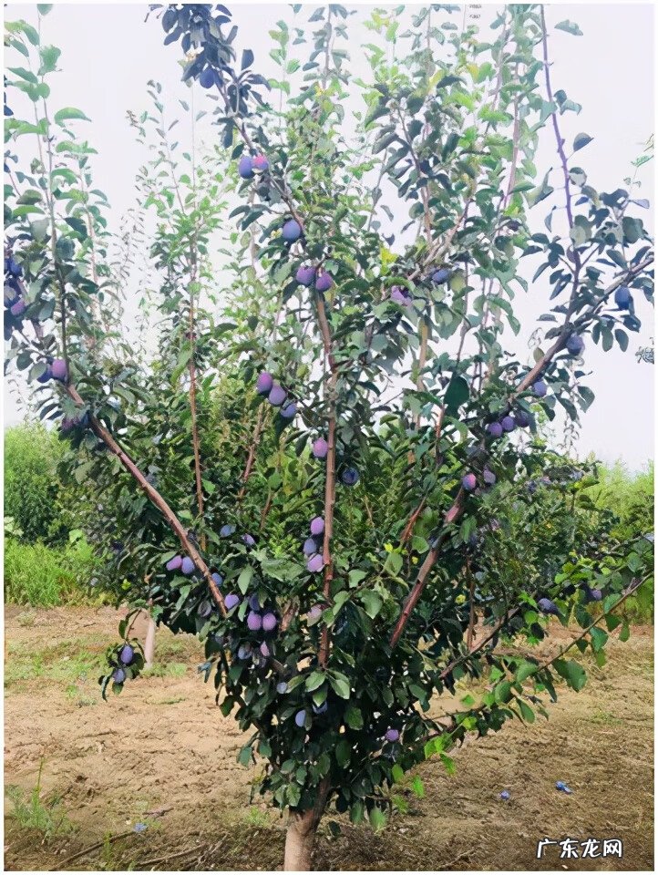 黄晶果品种 黄晶果好吃吗