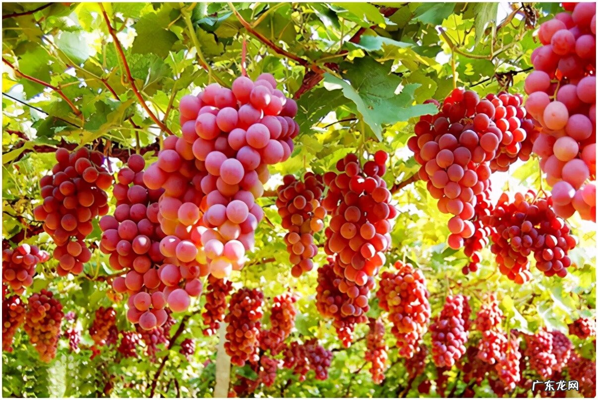 黄晶果品种 黄晶果好吃吗