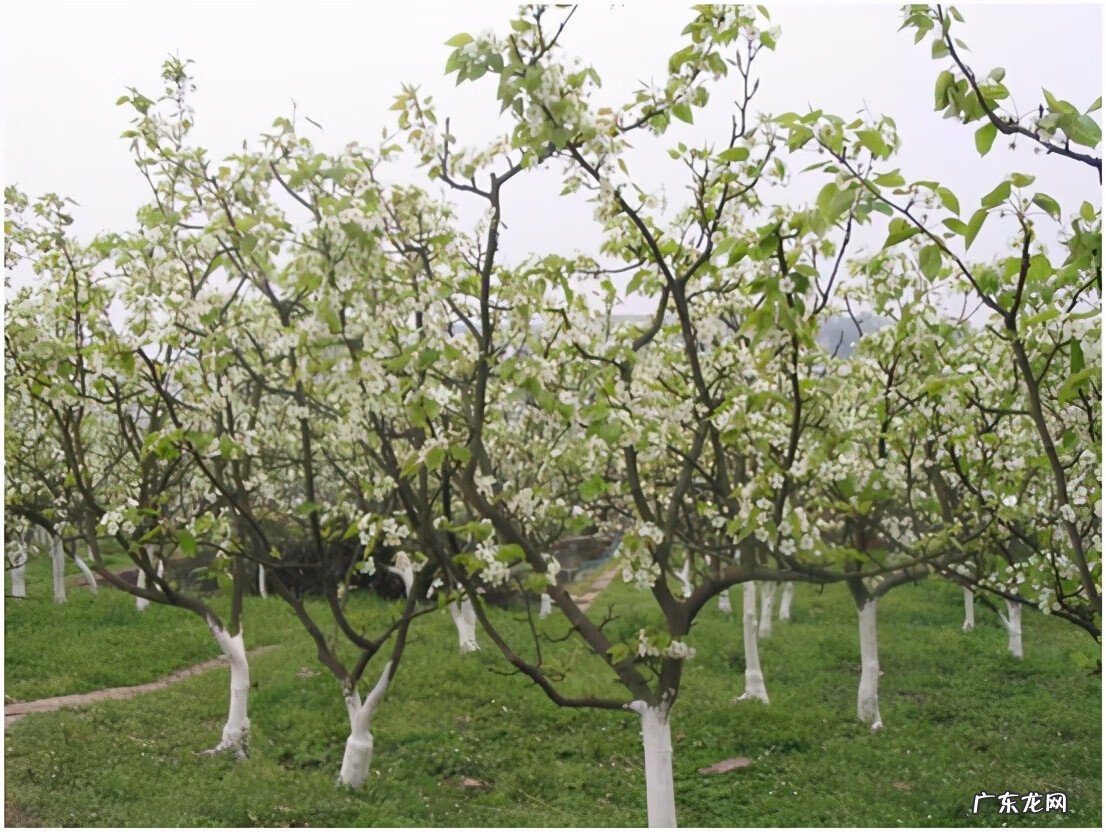 黄晶果品种 黄晶果好吃吗