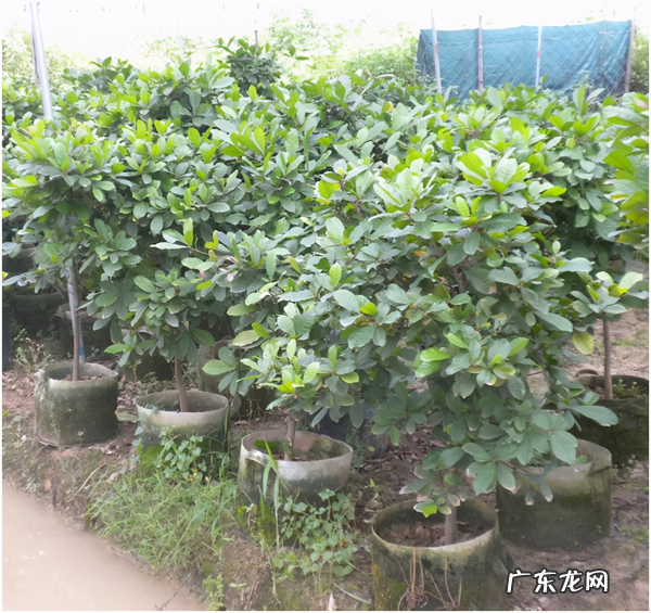 黄晶果品种 黄晶果好吃吗