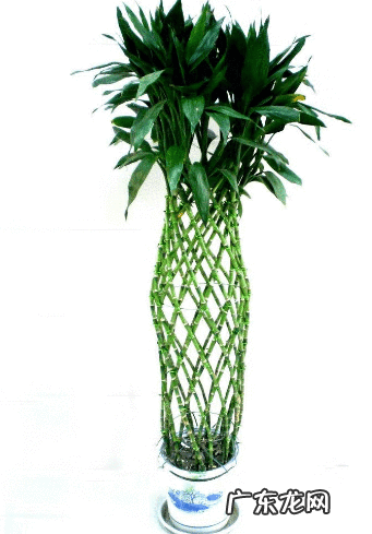 竹子手串寓意代表什么 风水轮竹子的寓意